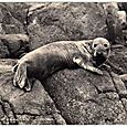 Great Grey Seal