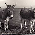 Two S(c)illy Asses