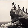 Guillemot Razorbills & Shags