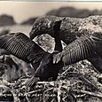 Cormorant