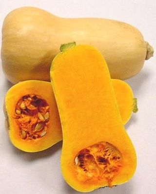 Squash_butternut