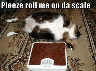 Fat-cat-scale