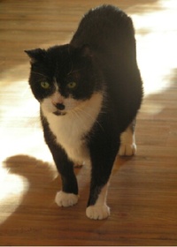 Wilbur3