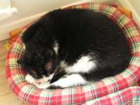 Wilbur_bed_2