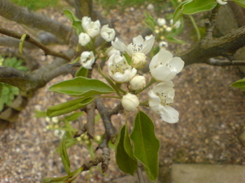 Peartreeblossom