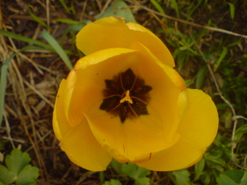 Tulip