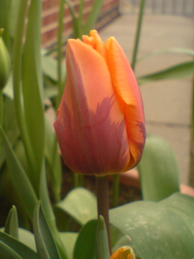 Tulip3