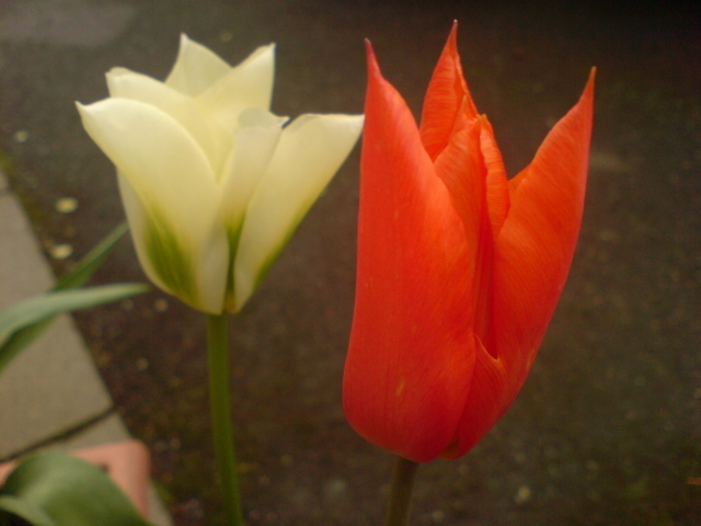 Tulip4