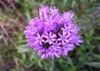 Alium_1