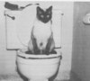 Catontoilet