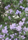 Lilac2_1