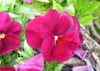 Pansy1_2