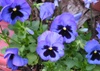 Pansy2_1