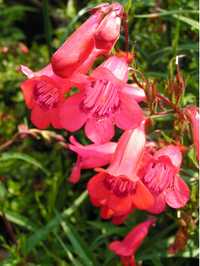 Penstemon_1