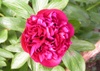 Peony_1