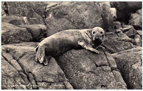 Great Grey Seal