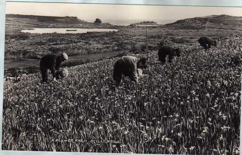 Flower Farm