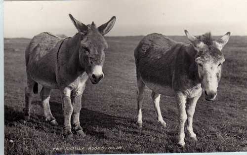 Two S(c)illy Asses