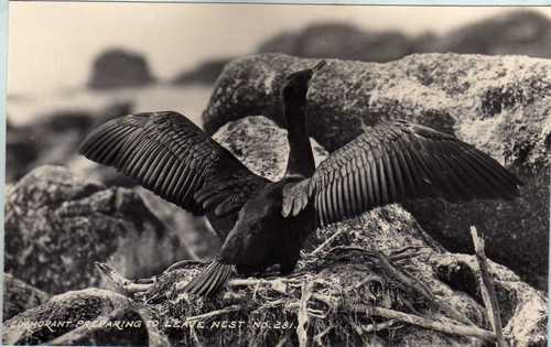 Cormorant