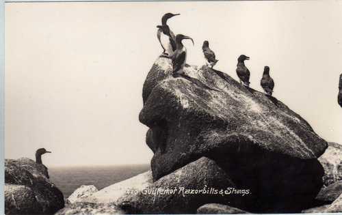 Guillemot Razorbills & Shags
